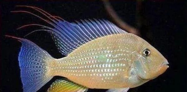  #水族市场上#美洲慈鲷之美，您细品