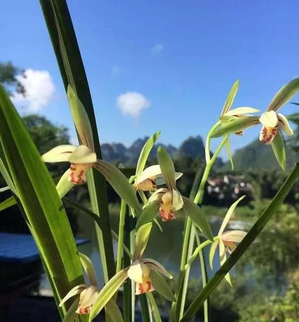  【养护兰花】兰花养护细节，先养便宜货，搭配老四样，轻松养出精品兰