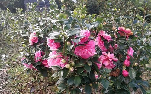  「来得及」茶花的花苞太多了现在疏掉花蕾还来得及吗？