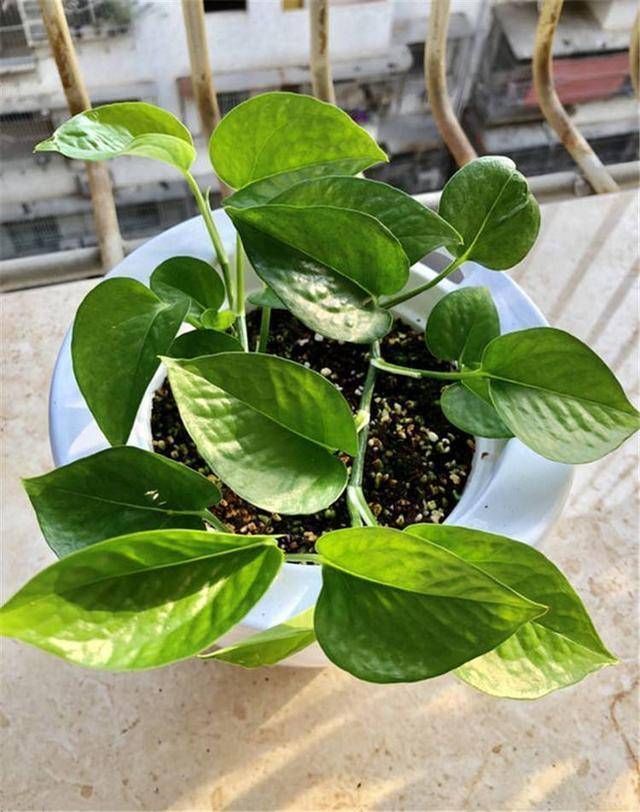  #橡皮树#家养这三种花，每月“喝口酒”，叶子绿油油，长势非常快