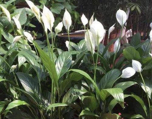  到植株■白掌的花期有“100天”，养了2年看不见“花苞”，4个原因请重视