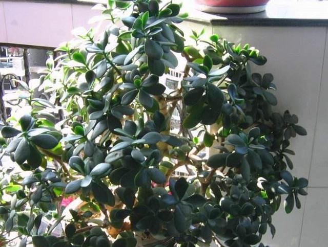  『枝繁叶茂』养玉树的一个小窍门，长得枝繁叶茂又开花，一盆能养好多棵