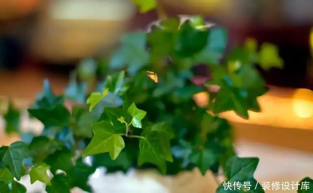  绿意盎然|卫生间放一盆这个植物，异味全跑光，绿意盎然又芬芳