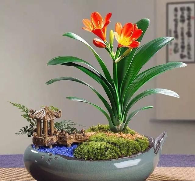  观赏价值极■家养六种“富贵花”，吉祥又如意，富贵又生财，人人都喜欢