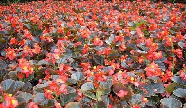 『不停』养花还用操心这5种花你肯定没养,一年四季开不停