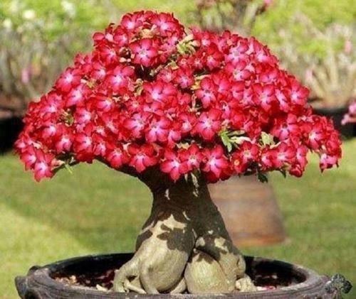  『盆土干透』客厅养的5种花，最怕水，多浇一点点，整盆死翘翘