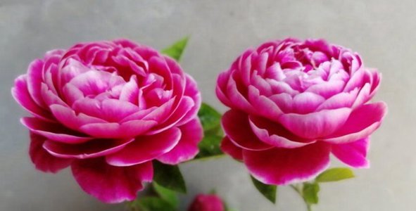  珍品：“珍品月季”玛丽玫瑰，花型优美，花色非常有特点，适合庭院栽培