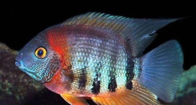  #水族市场上#美洲慈鲷之美，您细品