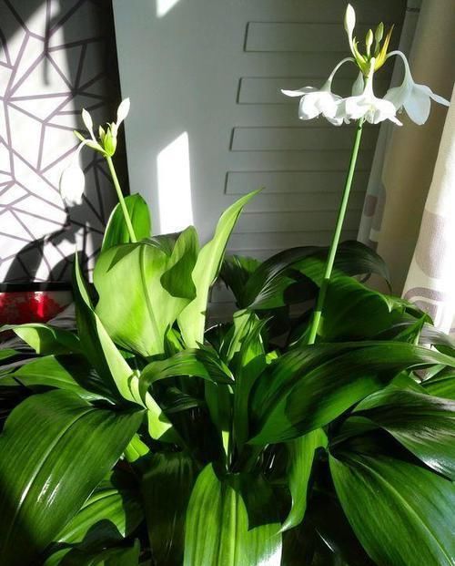  『浇水』三年了，养的植物就是不开花！还分公母？哪里出问题了呢？