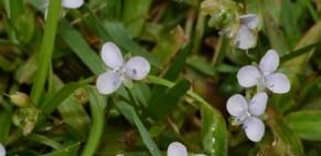  『花瓣』大苞水竹叶生于水沟边及密林下，花瓣小，天蓝色或紫色