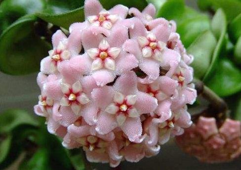 观赏价值:阳台养花老是焉?不如养盆耐旱花,在阳台暴晒,花朵也能繁盛鲜艳