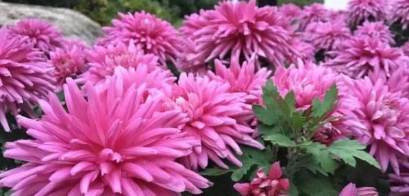  「美妙」喜欢菊花，不如养盆“珍奇名菊”俊和朝日，爆成花海，姿态美妙