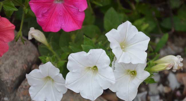  『矮牵牛』矮牵牛和牵牛花的区别