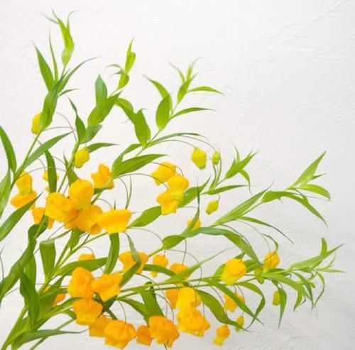  #稀少#号称是鲜花中的爱马仕，枝干上挂满了一盏盏小宫灯，数量稀少且价格奇高