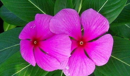 「虎尾兰」这几款花好养又省钱,种一棵长一盆,种一次养十年,开花美翻了!