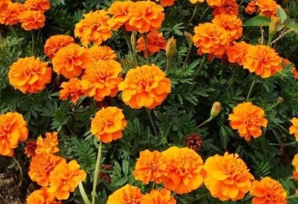  油亮■5月给“孔雀草”喝点“酒”，叶片油亮、花儿似火，一开花就整年