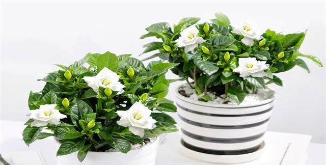  『修剪』栀子花不开花，做好这三点，秒变开花机！