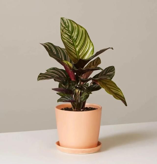  观叶：都把观赏竹芋养成观叶植物，除了斑斓的叶子，它还能开可爱的小花