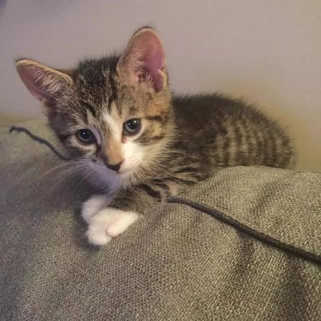 关于猫咪的谣言，你听过多少？我看简直就是胡说八道！