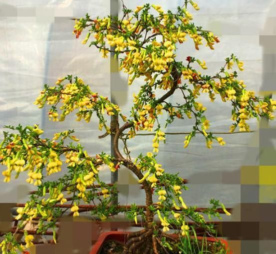 【学好】“金雀”其实不难养,学好这3招,主干粗壮花开烂漫