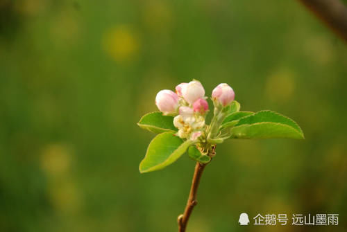  花儿■梨花、苹果花、樱桃花，这些盛开在春天的白花，您能分得清吗？