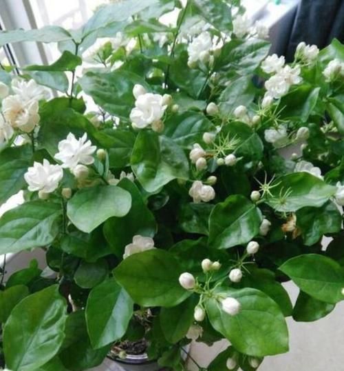  『朱顶红』阳台养花，不妨养这4款植物，好养易活不招虫，养在哪里都爆盆