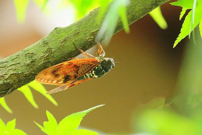 7000元一斤！最近很多人都在找它，安徽农村到处都是！