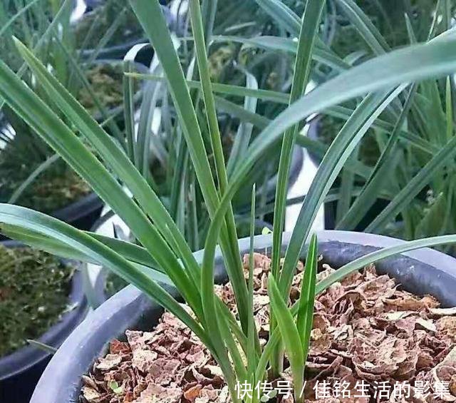 #芦头#怎样使用花生壳养兰花