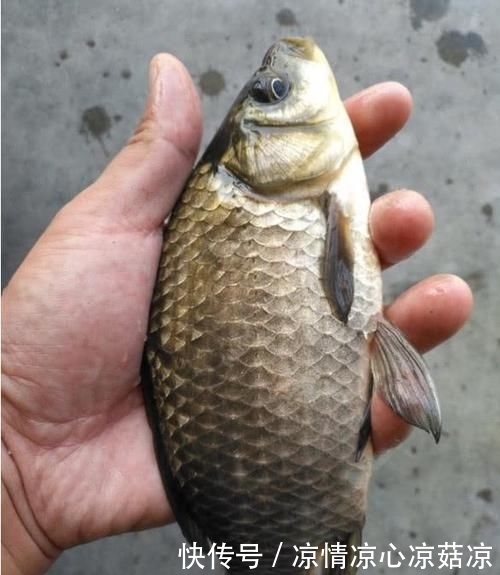 #自然水域钓#野钓总是空军?老钓友教你4个不空军的妙招,效果不是一般的好