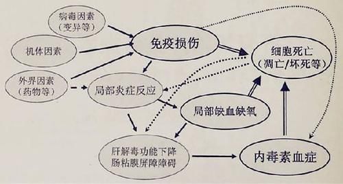 隐藏■乙肝病毒结构体系,隐藏在核膜内,成人慢性化率很低
