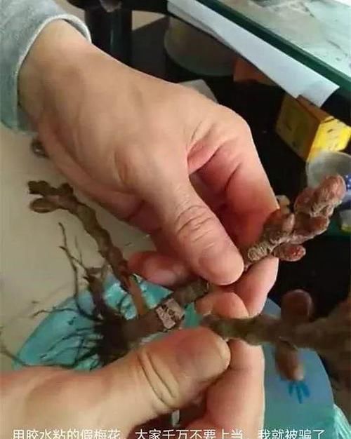  朱顶红：看见这花可别买，忍住，小心被忽悠，花钱买气受！