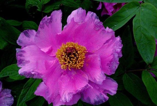  #家里#家里养花，试试3种花中美品，美艳又好养，养几盆轻松打造小花园