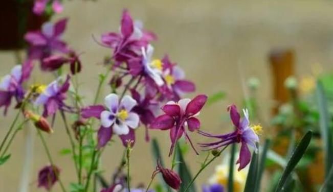  【名字】这3种花名字虽土，花朵一个比一个好看，就是没人敢在家里养