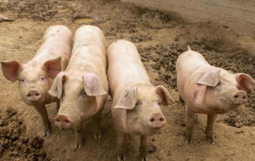  [回家]猪价上涨，农民工可回家养猪了？专家提醒：请警惕“两高