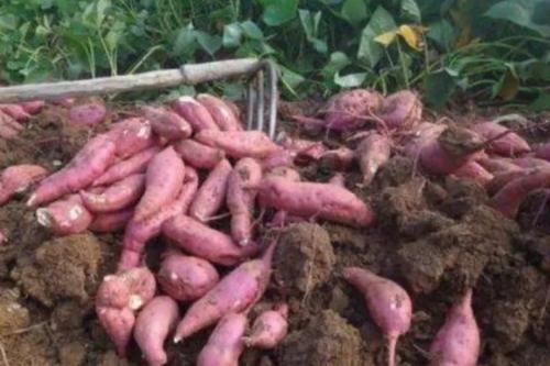  「红薯」收购商无底线的压价，今年一斤2毛，老农眼泪哗哗掉