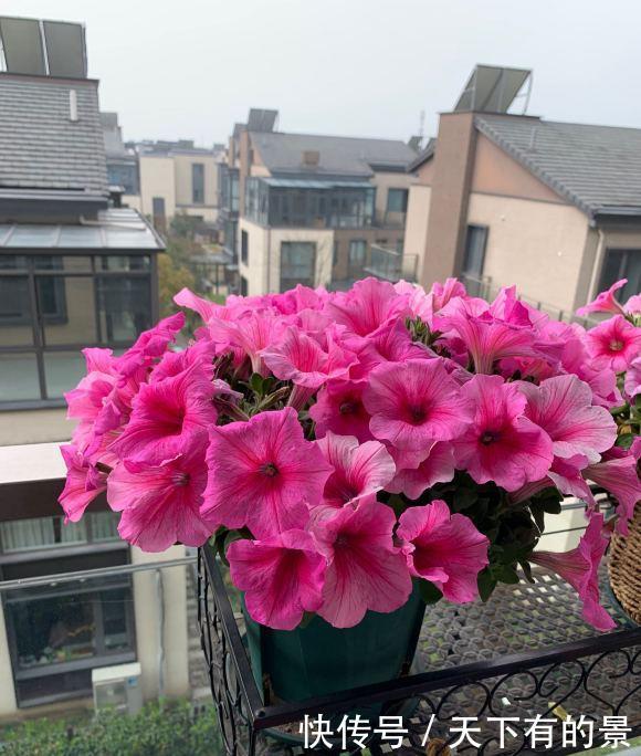  「花芽」矮牵牛进入“分化期”，盆里撒点肥，花芽蹿一蹿，花期开的久