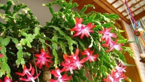  #花团锦簇#阳台种花选这5种，一棵一分钱，一次开100朵，花团锦簇阳台成花海