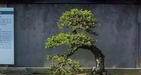 走进心之向往的盆景园 杜塞尔多夫盆景博物馆