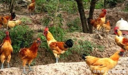  【喂养】想用昆虫养鸡，但是不知如何下手，这几点需要知道