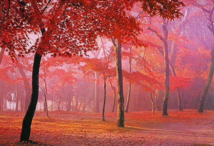 整个红叶已经染红了太行山，又到了观赏枫叶的时间