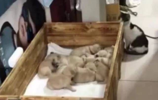  #金毛#金毛找主人告状，主人跟去一看哪来的小奸细