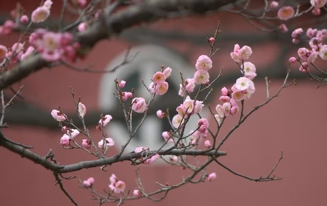 2019春分具体时间，“春分无雨是空年”啥意思？春分过后还冷吗？