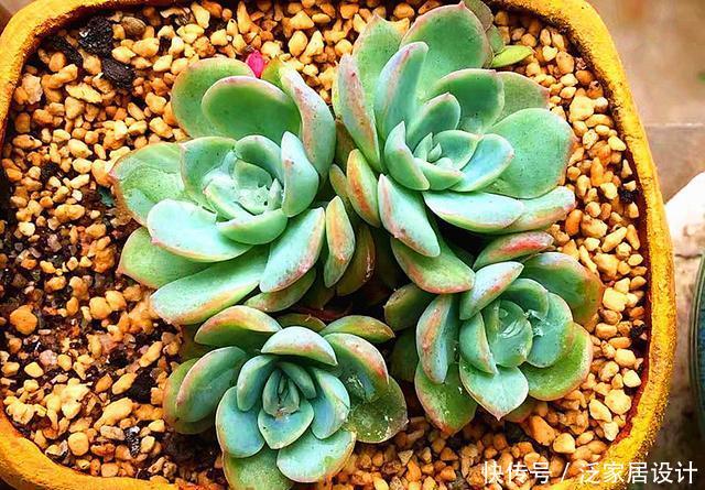  【多花卉朋友】多肉植物养护中，2个方法解决徒长问题，很可能“因祸得福”
