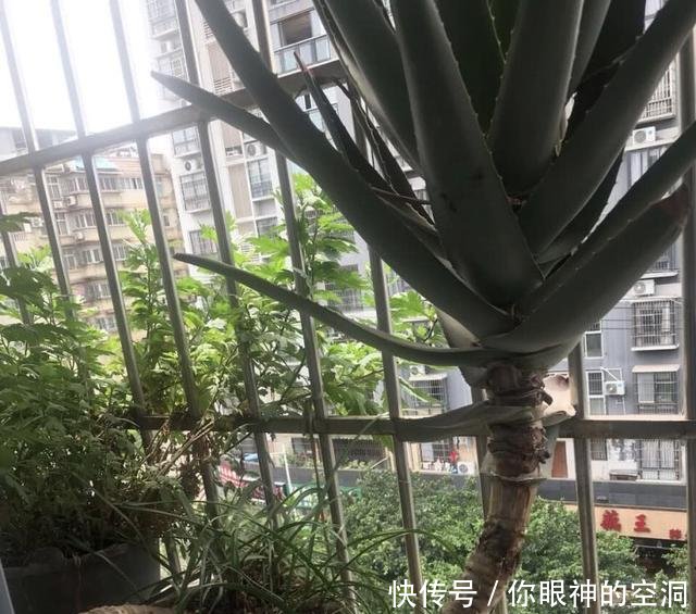  【值钱】芦荟不值钱，养成“老桩”很稀罕，叶子胶质多，越老越值钱