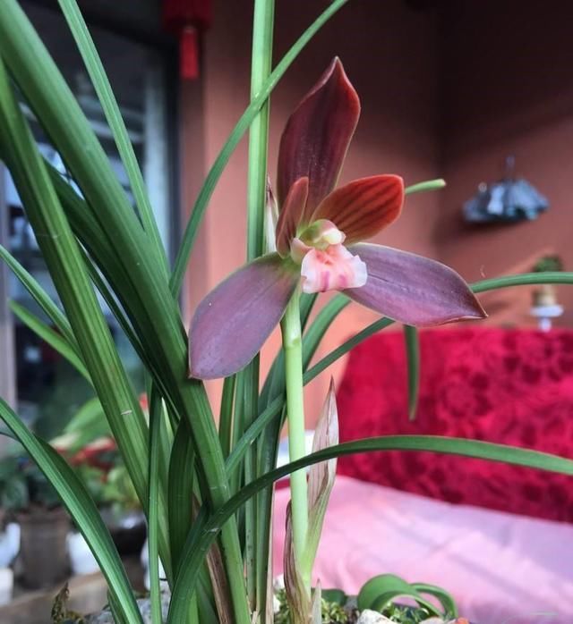  【喜欢】这种兰花没香味爱养的人却不少，名叫红河红，品质高值得养一盆