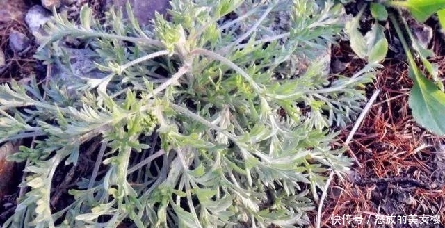 【抓紧时间】春暖花开,抓紧时间挖些白蒿野菜,尝一尝春天的味道!