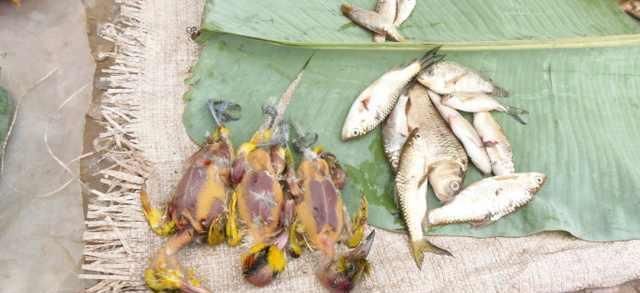 去了一趟老挝菜市场被吓到了，老挝人真的是什么都敢卖啊