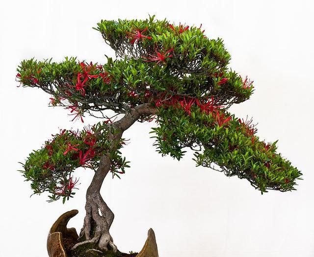 60例盆景树种,总有属于你的那棵(建议收藏)