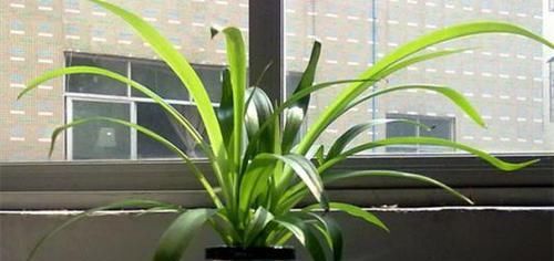 『扦插』吊兰一盆变10盆,根本不用扦插,丢水里就能生根!