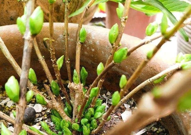  [入手绣球]春天入手2种绣球花要慎重，可能只见叶子不见花，白花钱